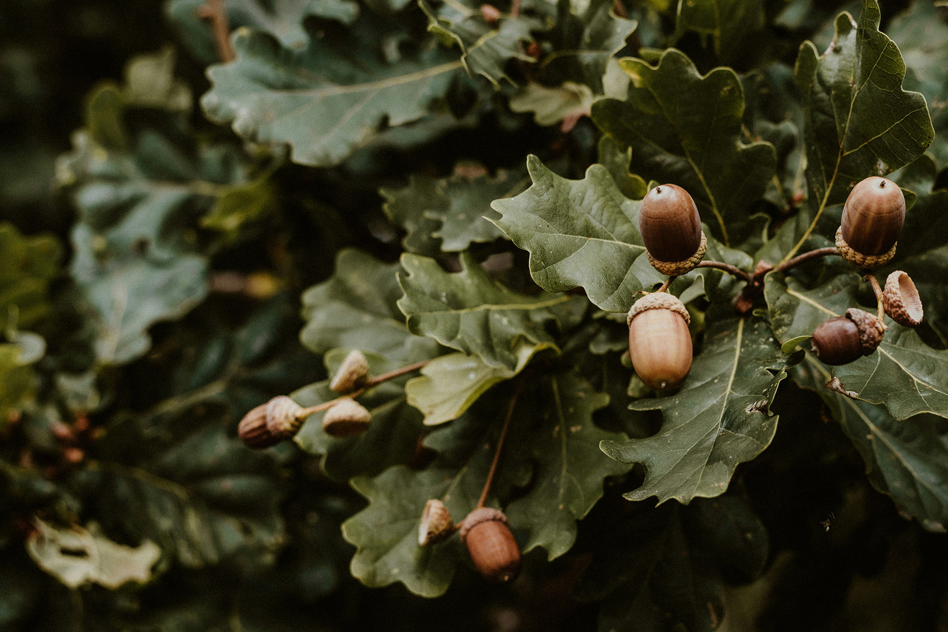 Oak branch with leaves and acorns